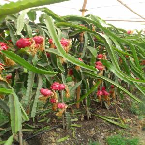 Pitaya  rouge et blanche  - fruits et légumes nous sommes une entreprise familiale spécialisées dans la culture des fruits tropicaux. situé en andalousie,  nous proposons des produits locaux de qualité en grandes ou moyennes quantités en ce moment nous disposons de pitaya  pulpe rouge et blanche   nous sommes &