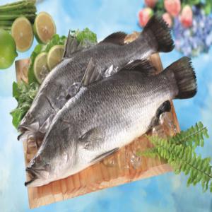 Barramundi Whole Round - fish barramundi whole round--iqf or block frozen--glazing-0-30%glazing--packing-10kg/carton--it is good source of protein.