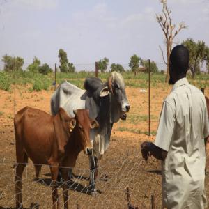 Vaches laitières et animaux de boucherie à vendre - lait et produits laitiers nous sommes une ferme pastorale qui fait l exportation du bétail sur pied vers la sous région ouest africaine. nous disposons des races pures azawak,  goudalis,  kouri,  chèvres rousses de maradi,  moutons balami