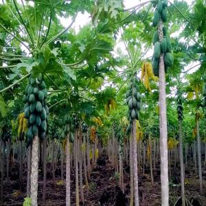 Nous cultivons la papaye - fruits et légumes nous sommes en train de mettre en place une exploitation de papayes solo sur 01 ha. notre exploitation aura une production de 60 tonnes minimum de papayes par an. nous recherchons des clients grossistes pour vendre nos produits au burkina faso. merci bien