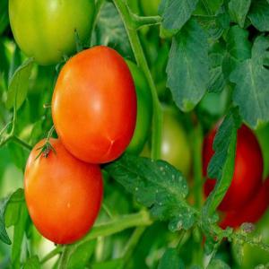 Tomates et autres produits maraîchers en vente - fruits et légumes basé en côte d'ivoire,  dans la region de bouake,  nous disposons d'importantes quantités de tomates,  de choux et de poivrons que nous voulons livrer à tout acheteur grossiste ivoirien ou d'autres nationalités. nous sommes prets à vous livrer,  sur la pér