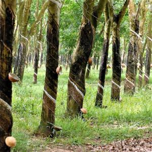 Plusieurs vieux plants d'hévéa en vente - bois charbon fibre nous sommes en contact avec plusieurs propriétaires de plantations d'hévéas  en côte d'ivoire qui cède leurs vieux plants d'hévéa encore dans leur champ.--prix par bois en fonction du format--prix allant de 2000 à 5000 francs cfa/plant(bois)