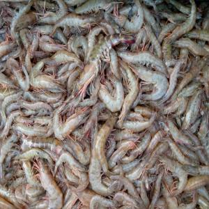 Crevettes Fraiches Disponibles pour l'exportation - coquillage crustacé nous disposons d'une grande quantite de crevettes pour l'exportation. differentes tailles sont disponibles