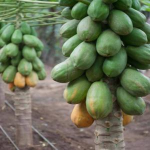 Papaye Camerounaise en déstockage - fruits et légumes nous sommes rendu à la période propice de déstockage de papaye de penja cameroun.--c'est une grosse opportunité d'affaire pour les concernés du domaine.--n'hésitez pas à nous contacter.