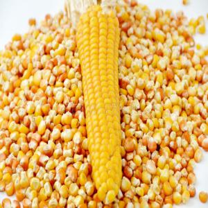 Mais jaune et blanc - céréales nous recherchons des acheteurs sérieux pour du mais d'origine afrique du sud.--¤ contrat annuel,  prix cif - 250$/mt--¤ spot,  prix cif - 280$ /mt--commodity - non gmo yellow corn--origin - south africa--inspection - sgs--packing - bulk--price - 250$ per ton--incoterm - cif