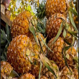 Grande quantité d'Ananas Naturel à Vendre - fruits et légumes bonjour à tous!--nous sommes une entreprise situé au bénin qui a une grande quantité de 500mt d'ananas de qualité.--pour ceux qui sont intéressés,   contactez-moi pour qu'on fasse affaire. 