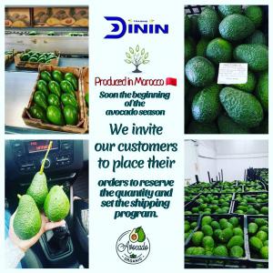 Avocado season is approaching  - fruits and vegetables avocado--type - hass --size - 12-26--packing- all type of packing--origin - morocco