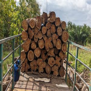 Fournissseur de bois de teck  - bois charbon fibre bonjour.--je suis un exploitant et commerçant dans le domaine des bois surtout des tecks. je peux vous livrer les bois de teck équaris ou palettes c'est à dire taillés à quatre côtés du bénin et du togo.je cherche un acheteur vrai qui va venir p