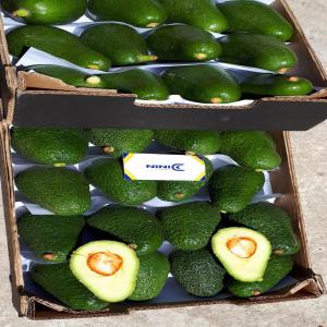 Avocats fruite et hass  - fruits et légumes pour la nouvelle saison des avocats,  nous mettons a votre disposition la meilleure qualité des avocats fruité et hass conditionnés pour export vers l'europe