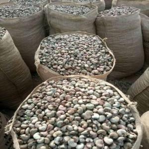 RAW CASHEW NUTS  - roasted seeds and nuts product - raw cashew nuts --product origin - benin--price - usd 1120 per tonne  --        --fob - cotonou port--packing - 80kg jute bag--quantity available - 1000 mt --minimum order - 26 tonne ----number of nuts - 180 max / kg--basic output - between 50 and 56 lb--impurity / foreign material - 2% ma