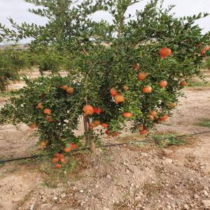 Vente 30 ha surface globale  - fruits et légumes je cherche à vendre une exploitation agricole 30 ha de surface globale ou un partenaire economique. ----située à oued sefioune et implantée depuis 2017 à 32 km de sidi bel abbès.--cette exploitation agricole est composée de 25 ha de culture net,  10 ha