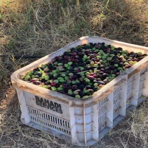 HUILES NOYAUX DE DATTES COSMETIQUES (Tunisie) - huiles recherche de clients pour nouer des relations d'affaires contractuelles à long terme,  pour la commercialisation des huilles des noyaux de dattes,  cosmetiques,  tres hautes qualite,  en vrac ou emballées. les volumes disponibles sont de l'ordre de 200 litres par an mais la capacité