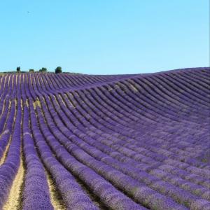 Aceite esencial de lavanda fina y lavandin super - huiles proyecto que tiene como objetivo la distribución y venta de la esencia de lavanda de guadalajara de gran calidad. concretamente del lavandín lavandula hybrida,  híbrido entre lavanda (lavandula latifolia) y espliego (lavandula angustifolia). la elevada calidad de nuestra esencia se debe a que se cult