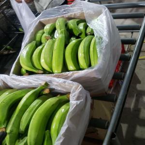 Banane - fruits et légumes bonjour nous avons le plaisir de vous annoncer que notre campagne de banane est toujours en cours nous disposons de tous les types de calibre. nous faisons en plus de la banane douce de la banane plantain nous conditionnons en cartons de 18, 5kg--veuillez nous contacter si intéressé