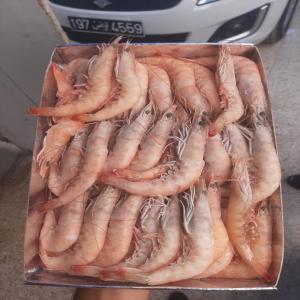 poissons rais et congelés  - poissons nous sommes produisons des poissons frais et congelés (crustacés,  céphalopodes,  bleus ) exportés depuis tunisie--si vous etes intéressé veuillez nous contacter  