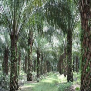 Vente de plantation de palmier  - autres une plantation de palmier à huile d'une superficie de 30.000 hectares  en côte d'ivoire vendu à 7, 000, 000 franc cfa / hectare soit 10.769€ / hectare.  -- les documents sont- reçu de payement ,  plant cadasse,   attestation d'exploitation agricole et titre foncier