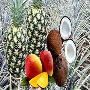 Vente en Export de Produits tropicaux - fruits et légumes notre objectif principal est de répondre aux besoins des entreprises importatrices en fruits exotiques et produits (ananas, hévéa, noix de coco...),  tout en réalisant des prestations de qualité dans une recherche constante de la satisfaction du client. --nos qualific