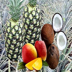 Export of tropical products - fruits and vegetables our main objective is to meet the needs of importing companies in exotic fruits and products (pineapple,  rubber,  coconut ...),  while providing quality services in a constant search for customer satisfaction.-- our qualifications are based on experienced and motivated people who have a sense of respo