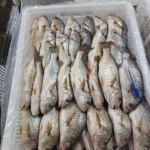 Frozen fish from chile - fish frozen fish available- yellow croaker / mackerel  --package- 20 kg--origin chile --if you are interested contact me for more informations