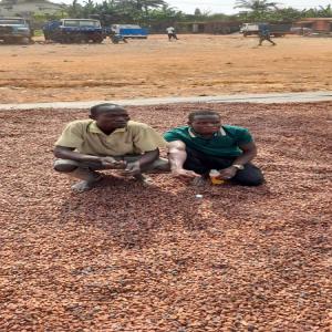 Cacao de côte d'ivoire 