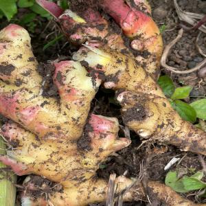 GINGEMBRE FRAIS, CURCUMA, AIL, AVOCATS - épices aromates a la recherche d'importateurs de gingembre,  ail,  avocats,  curcuma à partir du cameroun. nous exportons aux normes asta (fda). plus de 1000 tonnes dispo par an.