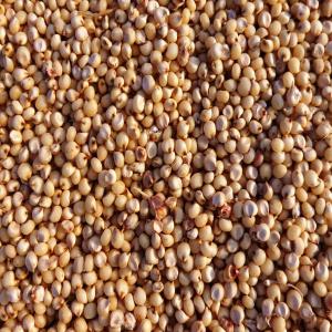 Searching for USA Sorghum seeds - seed plant seed searching for usa seed suppliers who have the ability to ship to port of algiers,  algeria for mass distribution within this country.