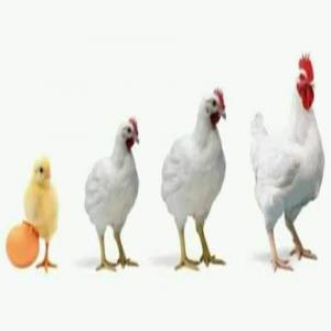 Producteur de poussin d'un jour au Cameroun - autres bonjour à tous,  --nous sommes une entreprise en production de poussin d'un jour après yaoundé.--pour le moment nous sommes encore en création et nous comptons vous fournir les poussins d'un jour avec une couveuse de capacité de 50000 oeufs d'ici le mois de fin mars