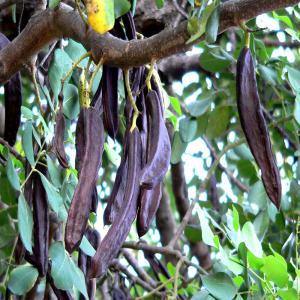 Carob bladi - roasted seeds and nuts i have a lot of natural and local product based on carob,  which gives an excellent yield between 22 kg up to 24 kg and more,  do not hesitate to ask your question about our natural product,  it is the high quality  which is recognized by major traders. 