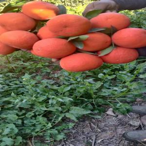 Fruits et légumes  - fruits et légumes je suis du maroc,  j'exporte des clémentines,  nova,  nour,  grandi,  maroc lat et d'autres types d'oranges.les fruits portant le label  sont produits dans des vergers 100% isolés des autres agrumes incompatibles et régulièrement contrôlés. cet isolement empeche l