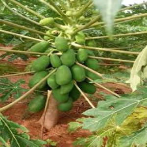 Vente des graines de papayes à haute rendement - semence graine plant vous n'avez pas à chercher des miracles,  travaillez simplement. plus les graines sont bonnes,  meilleurs sont les fruits. observez les règles appropriées pour prendre soin de vos plantes dans le champs. --pour les exigences en matière de semences de papaye calina,  veuillez