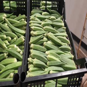 Produits maraîchers sénégalais a vendre  - fruits et légumes je suis le propriétaire au senegal qui produit du gombo,  de l'aubergine amere et douce,  du piment et dautres produits agricoles. je recherche des clients pour exporter mes produits.