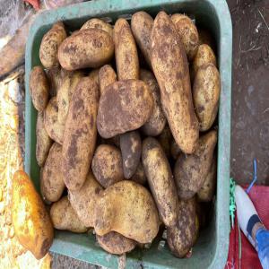 Stock de 210 /Tn Pomme de terre blanche vendre . - fruits et légumes pour les concernés , j ai  actuellement un stock a vendre de 210 tonnes de pomme de terre blanche taille moyenne et grande type( sbounta)   récolte du mois d août 2022.