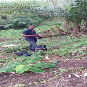 Fruits et légumes camerounais  - fruits et légumes je fais dans les fruits et légumes ainsi que les tubercules je dispose plus de 25hectares d'espaces pour mes cultures je suis pret à vous livrer le maximum de tonnes souhaité par mois