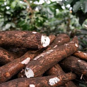 Manioc frais ,sec - matières grasses nous sommes à la recherche des clients pour la vente de nos produits agricoles (les tubercules) nous disposons d'une grande quantité de manioc de qualité frais ou sec aussi la farine de manioc pour la fabrication de pain sans gluten avec une très bonne digestion 