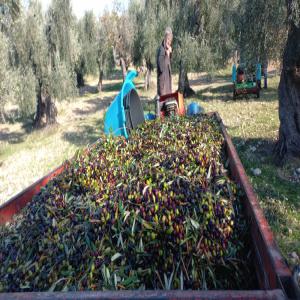 Oli extravergine d'oliva Pugliese  - olis --hello we are harvesting the olives destined for our oil in these days. for any information please do not hesitate to contact us.