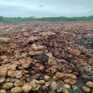 RECHERCHE DE FOURNISSEUR DE CAOUTCH FOND DE TASSE - matiere vegetale importante société d’achat de caoutchouc recherchons pour nos usines des fournisseurs capable de livrer de très grosse quantité de caoutchouc brute en fond de tasse (hévéa). --nous achetons chaque mois 4000 t. livraison sur nos plateformes ou  à l’usi