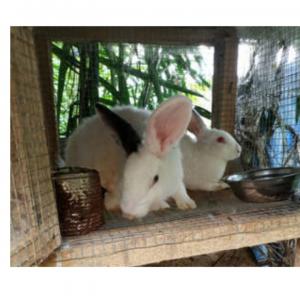 Des lapins vivants en chaire en vente - viandes et oeufs des lapins vivants en chaire en vente depuis depuis nos fermes en côte d'ivoire.--nous pouvons signer une convention dur de long termes----prix - 5500 francs cfa--poids-1, 3-1, 5 kgs /lapin--disponibilité - environ 500 lapins--