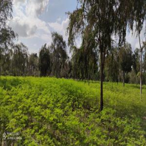 Organic Moringa and baobab powder - vegetable matter hello,  we can provide organic and rain forest certified moringa powder or leaves 2-5mm or other cut from tanzania. grown in a best practice organic remoted farm. also baobab powder,  curcuma,  ginger,  sweet potatoes powder and some other medicinal herbs.