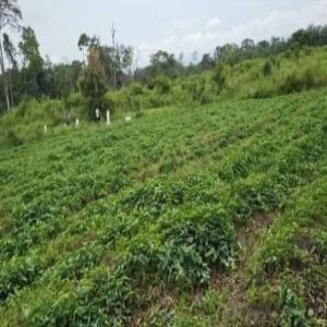 Patate douce Biologique du Cameroun (80 tonnes) - féculents disponible immédiatement. patate douce d'excellente qualité disponible du cameroun. livraison au cameroun ou à l'etranger. cultivée sans fertilisants chimiques.