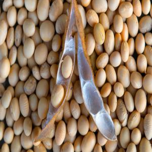 Partnership demanding - roasted seeds and nuts our company needs a serious buyer who can invest in order to have a large quantity of 2022/2023 soybeans.