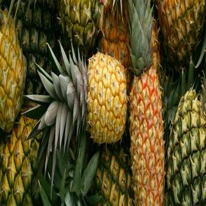 Ananas en vente  - fruits et légumes vous etes à la recherche des ananas d'excellente qualité et en grande quantité,  nous sommes disponibles à vous fournir d'excellents fruits.--n'hésitez pas à nous contacter pour une commande,  merci de préparer une loi et le  cis de votre entreprise.