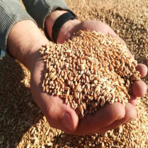 wheat origin Russia 10000t - cereals fob 355$ novorossisk russia--if you need any cif price write to me--