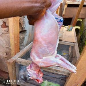 Production et transformation de produit cunicole - chimie additif engrais nous sommes une société camerounaise spécialisé dans la production et la transformation du lapin (viande fourrure urine comme engrais déjections )