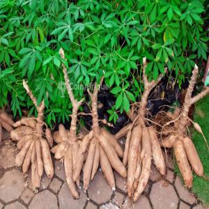 Un bon projet agricole au Béninet au Togo  - semence graine plant bonjour.--je veux quelqu'un pour m'accompagner financièrement dans la culture exclusive du champ de manioc.----1-les frais d'acquisition d'au moins 150 hectares de terres =150.000$----2-les frais d'aménagement des 150ha = 90.000$----3-les frais d'acquisition des plants et leurs  planta