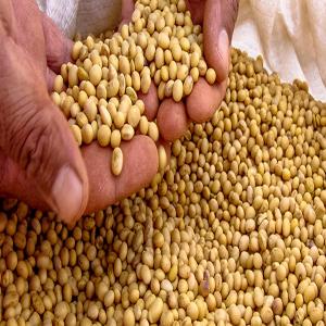 soja bio non OGM vanné - Ouest-Africa - fruits secs et graines grillées bonjour, ----nous sommes une entreprise spécialisée dans la commercialisation du soja bio non ogm d'origine ouest-africaine et sud-américaine de très bonne qualité.--.--nous pouvons fournir les quantités souhaitées,  d’une qualité irréproc