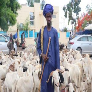 Mouton du Cameroun, ladoum et chevre boer - animaux vivants depuis 2015,  je suis dans l'elevage de mouton du cameroun et de chevre boer,  aujourd'hui j'aimerais avoir de la clientele a l'exterieur du cameroun aussi. 