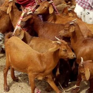 Chèvres Maradi  - animaux vivants bonjour----je suis à la recherche d'un partenaire au niger pour une livraison de chèvres maradi au sénégal dont deux males et 8 femelles. 