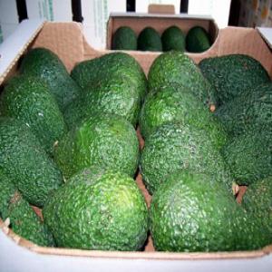 AVOCADO - Hass(Rough) & Fuerte(Smooth) skinned  - fruits and vegetables product- avocado----variety- hass ( rough skinned ) & fuerte ( smooth skinned )----class-   a  premium. first class----supply period- all year round----fruit sizes- 200g-500g and 500g plus----number per box- 10minimum - 12 maximum----box - 4kg/5kg/10kg ,  5, 280 boxes of 4kg box in palletised containe