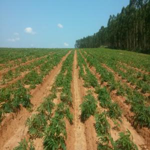 RECHERCHE DE PARTENAIRE FINANCIER POUR UN PROJET  - Investissement capitaux je recherche des potentiels investisseurs et financiers pour la mise en place d'un complexe agro-industriels dans la région des plateaux au togo .----ceci comprend une serre sur 1 hectares ,  un bâtiment d'élevage de poisson avec capacité de production de 3000 tonnes de poi