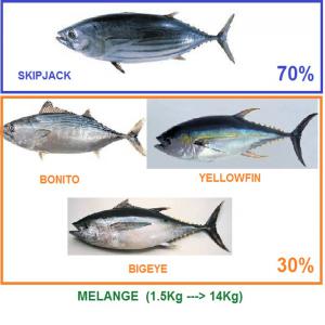 Recherche Thon (Skipjack et Yellowfin)  - poissons nous somme a la recherche fournisseur direct de thon congelé (skipjack et yellowfin) de calibre poids 2kg et plus  .livraison cif pour tunisie.--avec prix négociable